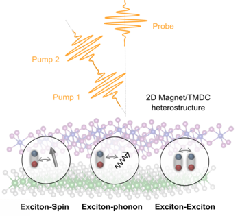 Illustration of interactions probed in project B11 with the method of 2DES